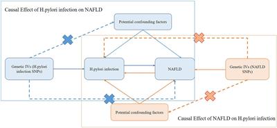 No evidence for a causal link between Helicobacter pylori infection and nonalcoholic fatty liver disease: A bidirectional Mendelian randomization study